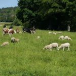 Reportage
"L'anti-gaspi de la ferme" : dans les Vosges, l'Inrae développe de nouvelles techniques d'élevage plus respectueuses de l'environnement
Les scientifiques de l'Institut de recherche agronomique (Inrae) tentent de réinventer l'agriculture dans des fermes expérimentales. Exemple à Mirecourt, dans les Vosges.