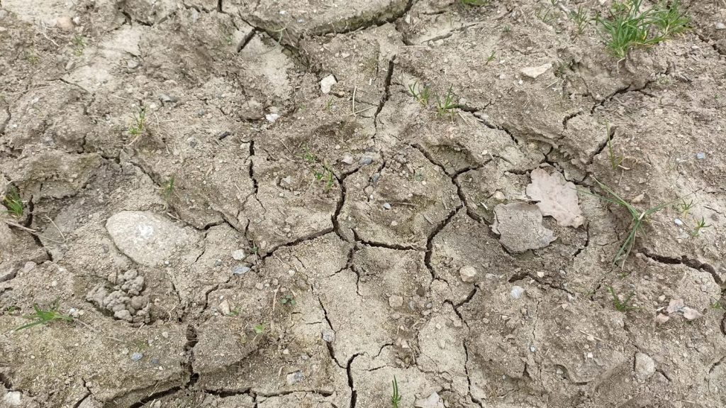 Climat : "60% de la zone de production de semences en France soumise à un risque fort ou extrême d'ici 2050", selon une étude
Pour pallier notamment le manque d'eau à venir, les agriculteurs devront avancer les semences, voire en changer.