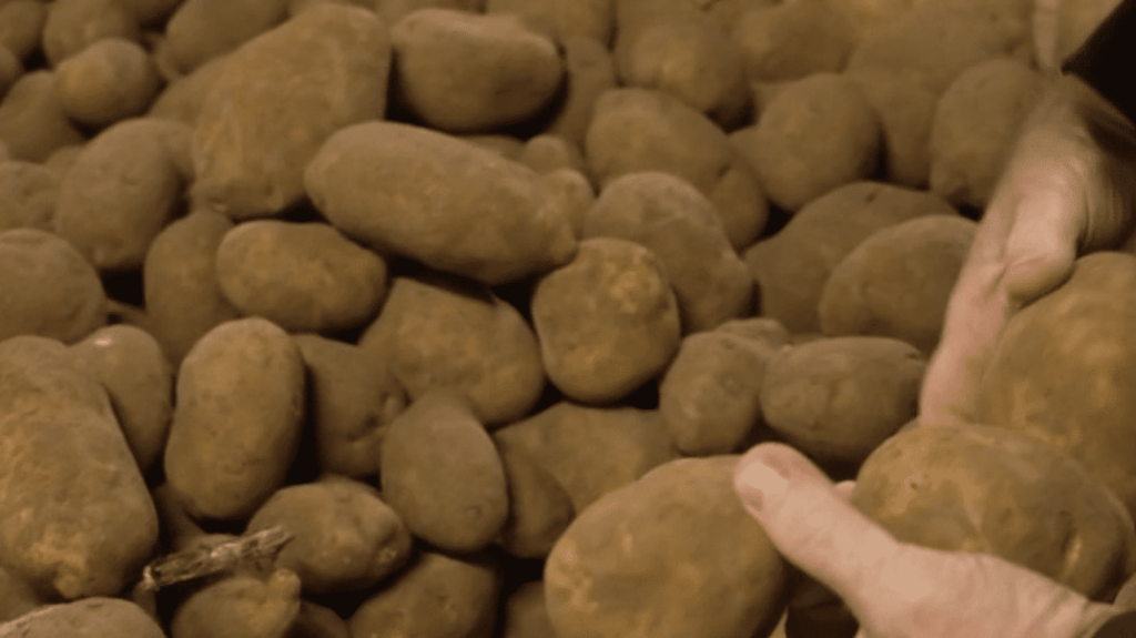 Agriculture : dans l'Avesnois, la bataille de la pomme de la terre entre producteurs français et étrangers
Dans l'Avesnois, les terrains agricoles dédiés à la production de pommes de terre ont augmenté de 105% entre 2010 et 2023, en raison notamment d'un cours avantageux pour ce tubercule. Les producteurs français s'organisent pour faire face à la concurrence étrangère.