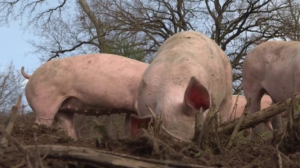 Agriculture : l'élevage de porcs en plein air a le vent en poupe
Face aux difficultés financières, de nombreux d'agriculteurs se diversifient. Un éleveur de Charolaises accueille à présent dans son exploitation des cochons élevés en plein air.