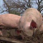 Agriculture : l'élevage de porcs en plein air a le vent en poupe
Face aux difficultés financières, de nombreux d'agriculteurs se diversifient. Un éleveur de Charolaises accueille à présent dans son exploitation des cochons élevés en plein air.