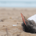 Vendée : des centaines d'oiseaux marins échoués sur les plages
Des centaines de volatiles ont été retrouvés sur les plages de l'Atlantique. Une grande partie de ces oiseaux seraient morts par manque de nourriture.