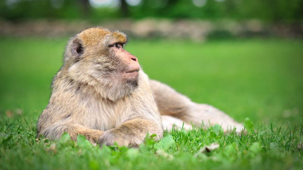 En balade dans le Lot dans la forêt des singes
Cap sur Rocamadour. La ville abrite un parc protégé, ouvert au public, où vivent des tribus de macaques de Barbarie, que l'on peut observer lors d'une promenade sur les hauteurs de la ville.