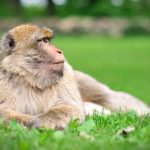 En balade dans le Lot dans la forêt des singes
Cap sur Rocamadour. La ville abrite un parc protégé, ouvert au public, où vivent des tribus de macaques de Barbarie, que l'on peut observer lors d'une promenade sur les hauteurs de la ville.