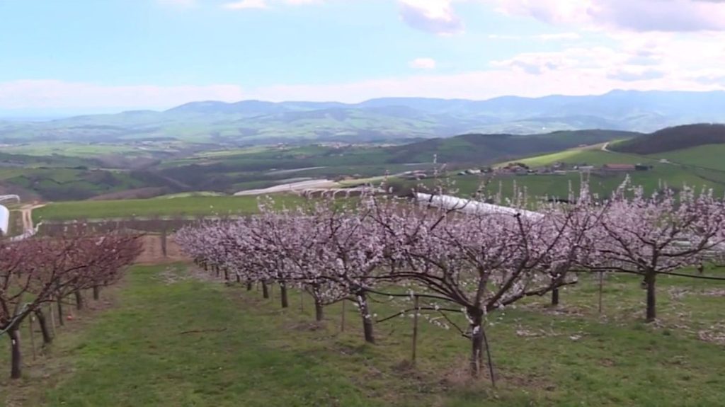Changement climatique : les températures douces inquiètent les agriculteurs
Mercredi 20 mars marque le début du printemps, mais les vergers n'ont pas attendu pour être en fleurs. Ils le sont depuis début mars pour certains, ce qui inquiète les maraîchers.