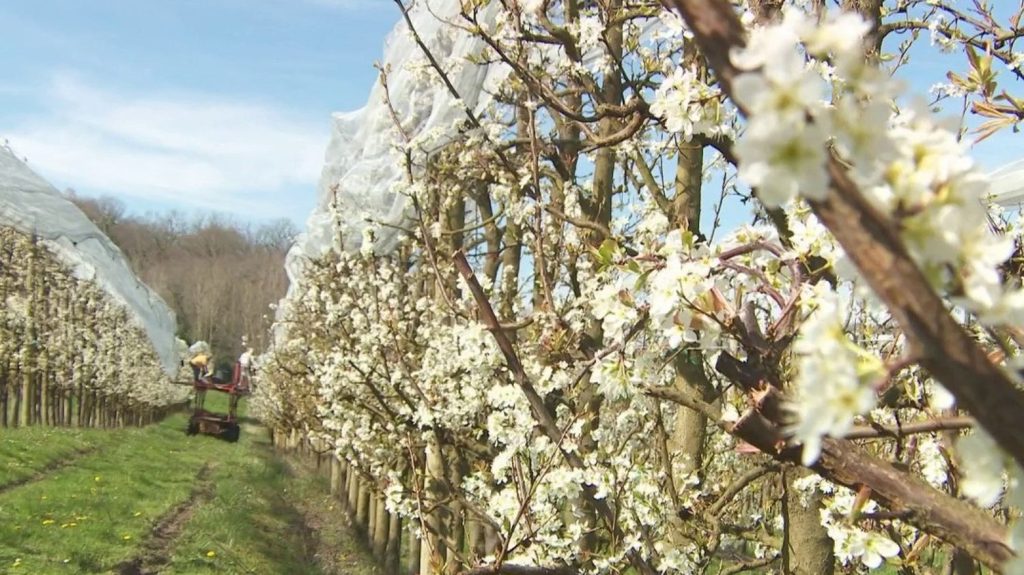 Réchauffement : comment les arboriculteurs font-ils face aux aléas climatiques ?
Comment protéger ses arbres fruitiers contre les gelées tardives ? C'est le grand débat du moment chez les arboriculteurs qui ne veulent pas revivre la catastrophe de 2022 et de 2023.