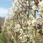 Réchauffement : comment les arboriculteurs font-ils face aux aléas climatiques ?
Comment protéger ses arbres fruitiers contre les gelées tardives ? C'est le grand débat du moment chez les arboriculteurs qui ne veulent pas revivre la catastrophe de 2022 et de 2023.