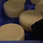 Hautes-Alpes : le bleu du Queyras espère avoir son AOP
Le département des Hautes-Alpes pourrait décrocher une AOP. C’est en tout cas la volonté des producteurs et fromagers qui voudraient l’obtenir pour le bleu du Queyras.