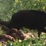 Vienne : les sangliers chassés au plus près des habitations
Pour lutter contre la prolifération des sangliers, la Vienne a pris un arrêté exceptionnel qui autorise la chasse à moins de 150 mètres des habitations.