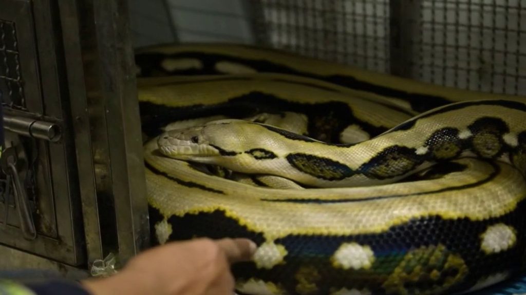 Thaïlande : les "chasseurs de serpents" capturent les reptiles à main nue
Directino la Thaïlande à la découverte d'un nouveau corps de métier insolite : les chasseurs de serpents. Ces pompiers de formation opèrent à main nue pour capturer les reptiles.