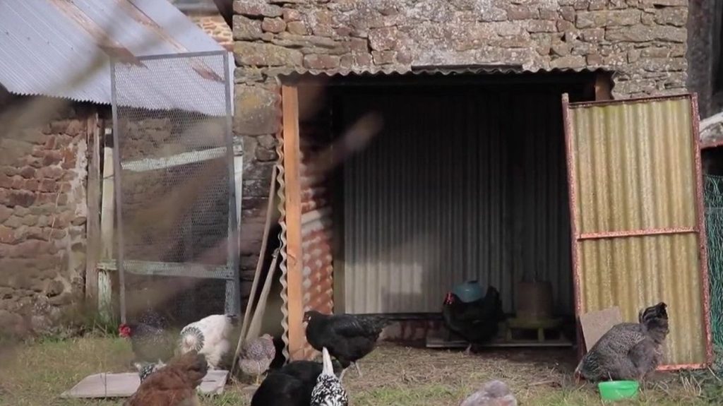 Milieu rural : le bruit des coqs engendre des conflits entre voisins
En Bretagne, une nouvelle affaire de chant de coqs sème la zizanie dans un village. Cette fois, ça n'est pas une ferme, mais une particulière qui détient des poules et des coqs. Les voisins menacent de porter plainte.