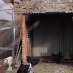 Milieu rural : le bruit des coqs engendre des conflits entre voisins
En Bretagne, une nouvelle affaire de chant de coqs sème la zizanie dans un village. Cette fois, ça n'est pas une ferme, mais une particulière qui détient des poules et des coqs. Les voisins menacent de porter plainte.