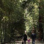 Gard : visite de la Bambouseraie d’Anduze, un site d'exception aux 250 000 visiteurs par an
Le 13 Heures en France vous fait découvrir un site exceptionnel à Anduze, dans le Gard, où une bambouseraie, nichée dans les Cévennes, émerveille les visiteurs.