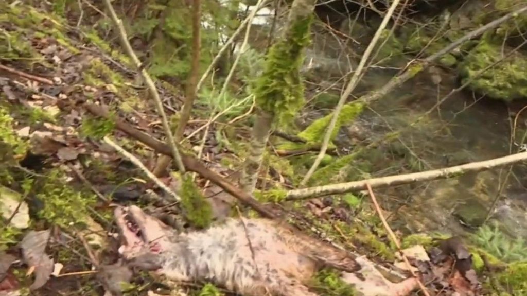 Jura : la découverte de nombreux cadavres de renards dans une rivière pose question
La découverte de dépouilles de renards en nombre dans une rivière près de Fort-du-Plasne, dans la forêt du Jura, révolte les défenseurs de la faune. Une enquête a été ouverte.