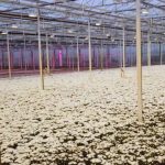 Pays-Bas : dans les coulisses du marché aux fleurs
La plus grande bourse aux fleurs du monde est située dans la banlieue d'Amsterdam, aux Pays-Bas. En France, 80% des bouquets vendus viennent de cette ville.