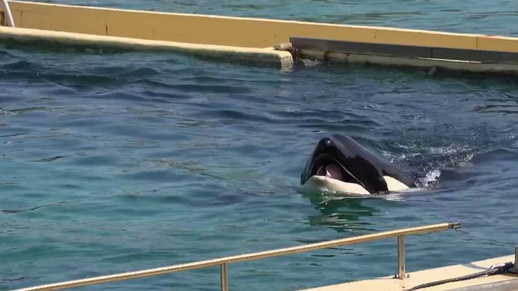 Antibes : nouveau décès d’une orque à Marineland
Cinq mois après la mort de Moana, une nouvelle orque, Inouk, est décédée au Marineland d’Antibes, dans les Alpes-Maritimes, a annoncé le zoo marin jeudi 28 mars.