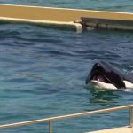 Antibes : nouveau décès d’une orque à Marineland
Cinq mois après la mort de Moana, une nouvelle orque, Inouk, est décédée au Marineland d’Antibes, dans les Alpes-Maritimes, a annoncé le zoo marin jeudi 28 mars.