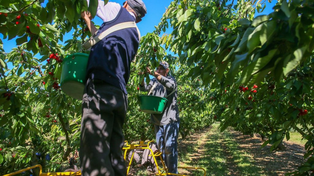 Métiers agricoles reconnus métiers en tension : "Cette simplification était vraiment attendue", réagit l'association nationale des producteurs de pommes et de poires
Plusieurs métiers agricoles ont été intégrés à la liste des métiers en tension, via un arrêté publié samedi au Journal officiel. Cela doit permettre de recourir plus facilement à la main-d'œuvre extra-européenne.