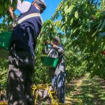 Métiers agricoles reconnus métiers en tension : "Cette simplification était vraiment attendue", réagit l'association nationale des producteurs de pommes et de poires
Plusieurs métiers agricoles ont été intégrés à la liste des métiers en tension, via un arrêté publié samedi au Journal officiel. Cela doit permettre de recourir plus facilement à la main-d'œuvre extra-européenne.