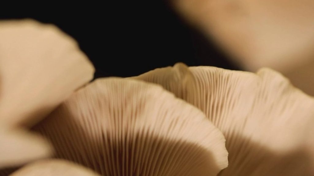 Gastronomie : les pleurotes fleurissent dans les assiettes au printemps
Champignon qui pousse en quelques jours, le pleurote annonce l'arrivée du printemps. Il est mis à l'honneur dans la rubrique Les Petits plats dans l'écran du 13H, ce samedi 30 mars.