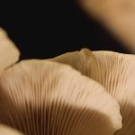 Gastronomie : les pleurotes fleurissent dans les assiettes au printemps
Champignon qui pousse en quelques jours, le pleurote annonce l'arrivée du printemps. Il est mis à l'honneur dans la rubrique Les Petits plats dans l'écran du 13H, ce samedi 30 mars.