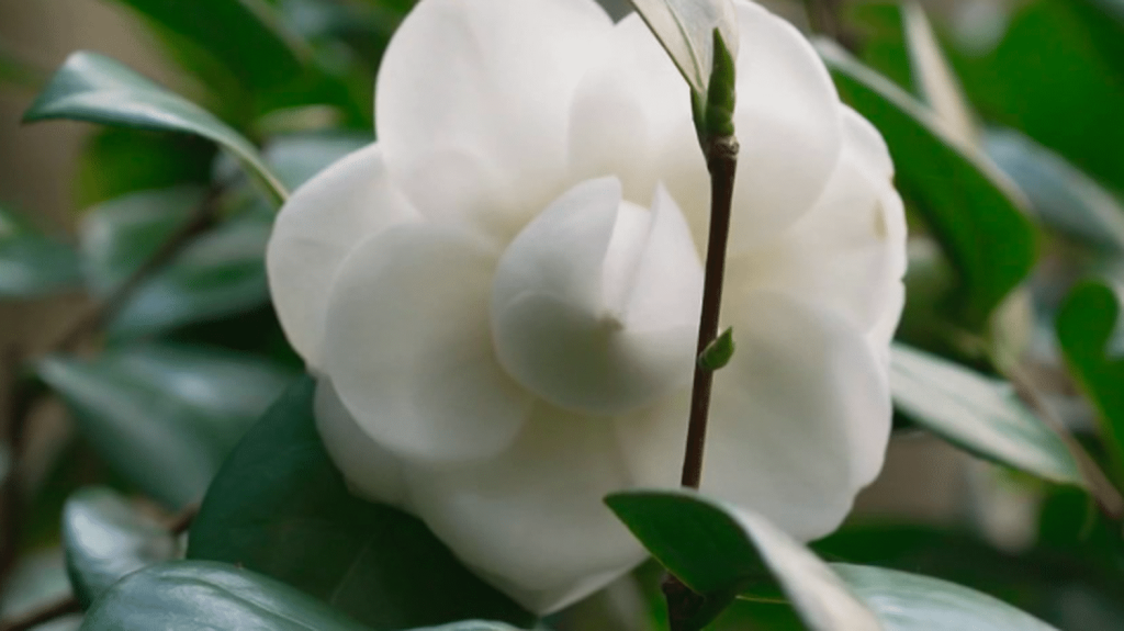 Société : le premier jour du printemps coïncide avec la "journée du bonheur"
Mercredi 20 mars marque le premier jour du printemps, mais également la "journée du bonheur". Entre le retour du soleil et les jours qui s'allongent, de quelle humeur sont aujourd’hui les Français ?