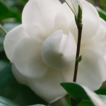 Société : le premier jour du printemps coïncide avec la "journée du bonheur"
Mercredi 20 mars marque le premier jour du printemps, mais également la "journée du bonheur". Entre le retour du soleil et les jours qui s'allongent, de quelle humeur sont aujourd’hui les Français ?