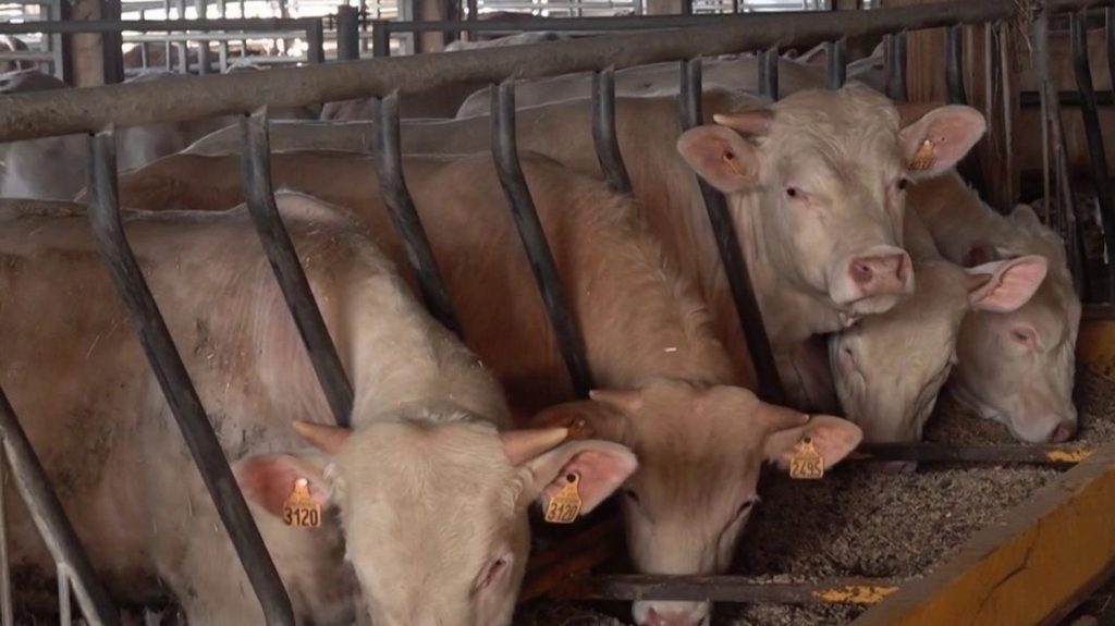 Haute-Vienne : un projet de ferme aux 3 000 vaches divise
Dans la Haute-Vienne, un projet de ferme de 3 100 vaches doit voir le jour. Le propriétaire, qui possède 1 500 bêtes, va vendre son exploitation à un groupe agroalimentaire français. Les habitants sont inquiets.