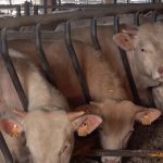 Haute-Vienne : un projet de ferme aux 3 000 vaches divise
Dans la Haute-Vienne, un projet de ferme de 3 100 vaches doit voir le jour. Le propriétaire, qui possède 1 500 bêtes, va vendre son exploitation à un groupe agroalimentaire français. Les habitants sont inquiets.