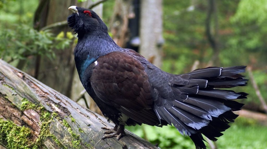 Biodiversité : le grand tétras bientôt réintroduit dans les Vosges ?
La "translocation" de cet oiseau, menacé d'extinction dans le massif vosgien, fait l'objet d'une consultation publique.