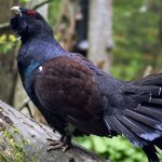 Biodiversité : le grand tétras bientôt réintroduit dans les Vosges ?
La "translocation" de cet oiseau, menacé d'extinction dans le massif vosgien, fait l'objet d'une consultation publique.