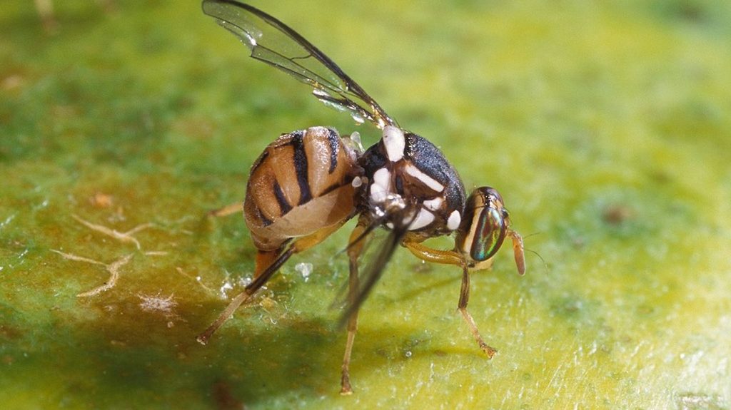 Mouche orientale : l'Agence de sécurité sanitaire appelle à renforcer la surveillance face à ce ravageur de cultures
La bactrocera dorsalis ou mouche orientale est connue pour faire de gros dégâts dans certaines cultures de fruits et légumes. Elle risque de s'introduire durablement en France.