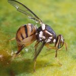 Mouche orientale : l'Agence de sécurité sanitaire appelle à renforcer la surveillance face à ce ravageur de cultures
La bactrocera dorsalis ou mouche orientale est connue pour faire de gros dégâts dans certaines cultures de fruits et légumes. Elle risque de s'introduire durablement en France.