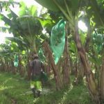 Chlordécone : la responsabilité de l’État enfin reconnue
Dans l’affaire du chlordécone, l’Assemblée nationale a reconnu le rôle de l’État dans les préjudices sanitaires, environnementaux et économiques subis en Guadeloupe et en Martinique, là où le pesticide a été autorisé alors qu’on le savait toxique.