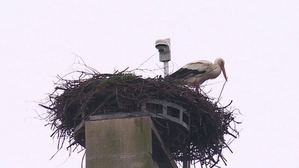Alsace : les cigognes font leur retour
Les cigognes ont commencé à faire leur retour dans le Bas-Rhin. Le village de Neuwiller-lès-Saverne détient le plus grand nombre de cigognes blanches d'Alsace par rapport au nombre d’habitants.