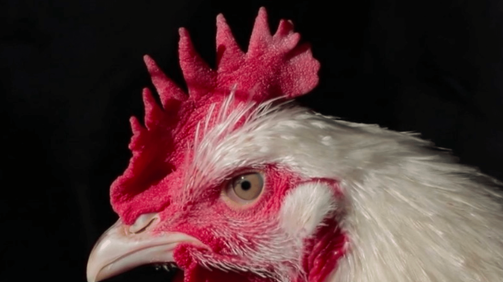 Agriculture : le poulet du Bourbonnais, la saveur de l'Auvergne
Direction l’Auvergne pour un focus sur le poulet du Bourbonnais, la deuxième volaille au monde à obtenir une AOP. Une consécration pour les éleveurs comme François, rencontré par France Télévisions.