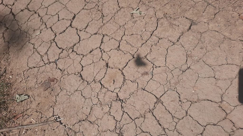 Sécheresse dans les Pyrénées-Orientales : "Il faut qu’on nous sécurise ou nous serons les prochains migrants", alerte la présidente de la chambre d'agriculture du département
La chambre d'agriculture des Pyrénées-Orientales, dont Fabienne Bonet est présidente, a voté une motion à l'unanimité "pour un plan d'urgence et de sécurisation en eau" face à la sécheresse historique que le département traverse depuis deux ans.