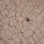Sécheresse dans les Pyrénées-Orientales : "Il faut qu’on nous sécurise ou nous serons les prochains migrants", alerte la présidente de la chambre d'agriculture du département
La chambre d'agriculture des Pyrénées-Orientales, dont Fabienne Bonet est présidente, a voté une motion à l'unanimité "pour un plan d'urgence et de sécurisation en eau" face à la sécheresse historique que le département traverse depuis deux ans.