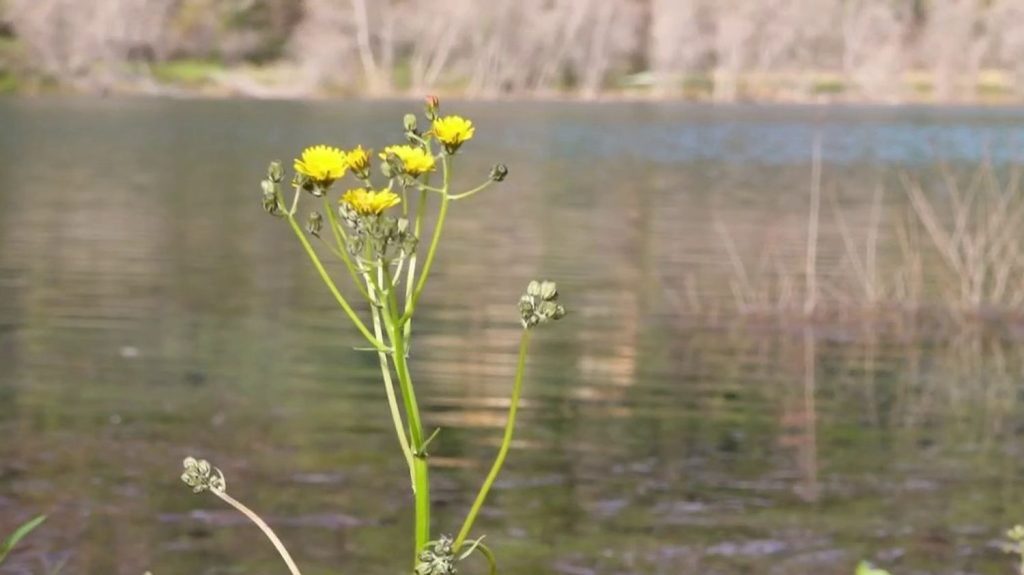 Alpes-Maritimes : grâce à la pluie, le lac du Broc échappe à la sécheresse
Après les fortes pluies qui ont touché la Côte d'Azur, les nappes phréatiques ont fait le plein. Un soulagement face à la sécheresse qui sévit dans la région depuis deux ans, notamment au lac du Broc, dans les Alpes-Maritimes.