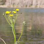 Alpes-Maritimes : grâce à la pluie, le lac du Broc échappe à la sécheresse
Après les fortes pluies qui ont touché la Côte d'Azur, les nappes phréatiques ont fait le plein. Un soulagement face à la sécheresse qui sévit dans la région depuis deux ans, notamment au lac du Broc, dans les Alpes-Maritimes.