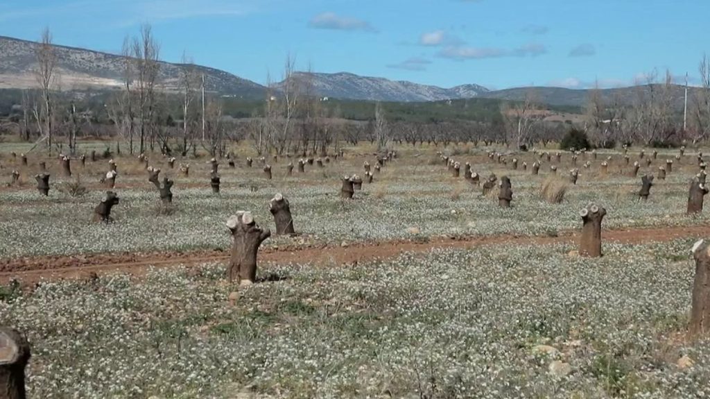 Agriculture : la sécheresse met à mal la culture d'abricots
À l'aube du printemps, de nombreuses cultures d'abricots font déjà face à la sécheresse. Mercredi 20 mars, le 13 Heures est allé à la rencontre d'agriculteurs impactés.