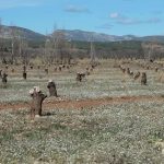 Agriculture : la sécheresse met à mal la culture d'abricots
À l'aube du printemps, de nombreuses cultures d'abricots font déjà face à la sécheresse. Mercredi 20 mars, le 13 Heures est allé à la rencontre d'agriculteurs impactés.