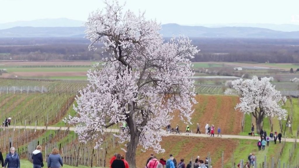 Alsace : le spectacle des amandiers en fleurs
Les amandiers de Mittelwihr, au lieu-dit Mandelberg (Haut-Rhin), sont en fleurs depuis la fin février. Plantés il y a plus d'une centaine d'années pour certains, ils constituent un patrimoine unique en Alsace.
