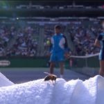 Tennis : des abeilles font interrompre un match du tournoi d'Indian Wells aux États-Unis
Le match opposant Alexander Zverev à Carlos Alacaraz pour le compte des quarts de finale du tournoi d’Indian Wells, aux États-Unis, a dû être interrompu pendant deux heures à cause de l’irruption d’un essaim d’abeilles sur le court, jeudi 14 mars.