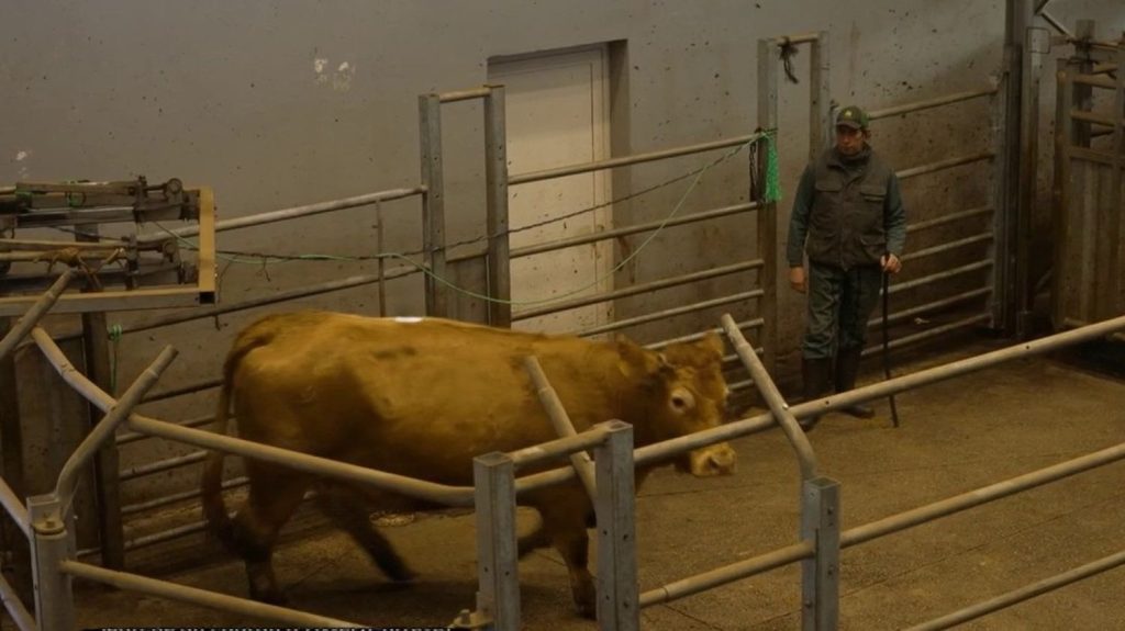 Corrèze : immersion dans le quotidien d'habitants qui font vivre les traditions
Des cours de danse traditionnelle dans une école, un marché aux vaches rassemblant les fermiers des environs... Mardi 19 mars, le 13 Heures vous propose de suivre des Corréziens qui font vivre les traditions de leur département.