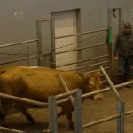 Corrèze : immersion dans le quotidien d'habitants qui font vivre les traditions
Des cours de danse traditionnelle dans une école, un marché aux vaches rassemblant les fermiers des environs... Mardi 19 mars, le 13 Heures vous propose de suivre des Corréziens qui font vivre les traditions de leur département.