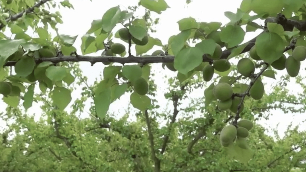 Intempéries : des abricots moins nombreux et plus chers en 2024
Selon le président de l'AOP pêches et abricots de France, la récolte 2024 des abricots représentera environ 60% de celle de 2023. Les mauvaises récoltes dues aux intempéries concernent notamment les départements de l'Ardèche et de la Drôme. Des abricots moins nombreux, et donc plus chers.
