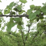 Intempéries : des abricots moins nombreux et plus chers en 2024
Selon le président de l'AOP pêches et abricots de France, la récolte 2024 des abricots représentera environ 60% de celle de 2023. Les mauvaises récoltes dues aux intempéries concernent notamment les départements de l'Ardèche et de la Drôme. Des abricots moins nombreux, et donc plus chers.