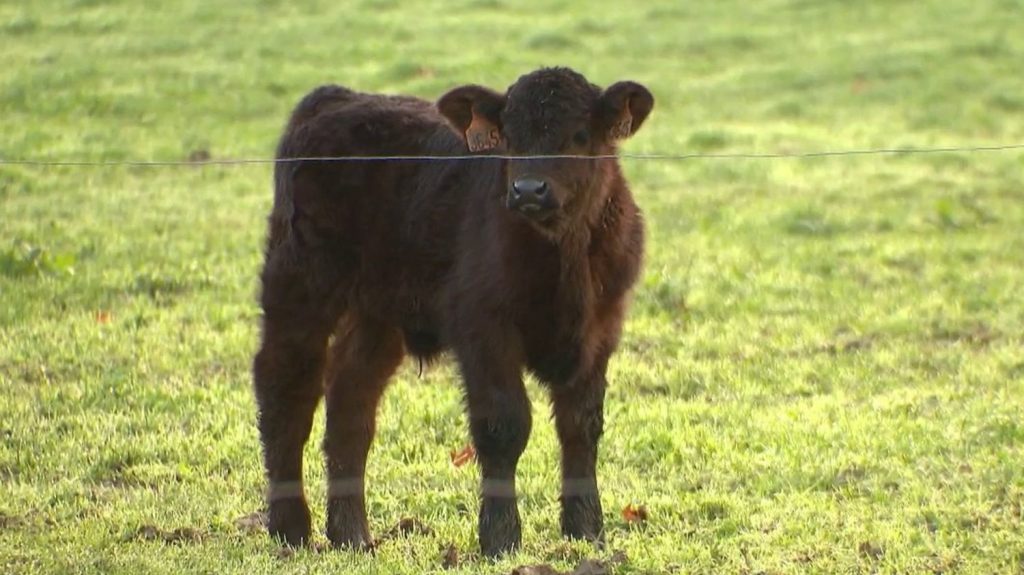 Crise agricole : France service agriculture, une aide pour aider les jeunes à s'installer
Le gouvernement a présenté en Conseil des ministres son projet de loi pour l'agriculture mercredi 3 avril. Parmi les priorités, le renouvellement des générations. Alors comment aider et inciter les jeunes à reprendre les fermes ?