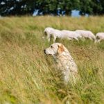 Abattre des chiens "errants, divagants ou malfaisant" est autorisé dans cinq communes de l'Aveyron
La préfecture l'autorise depuis le 10 avril, et jusqu'au 10 mai, seulement pour les agents de "l'OFB" et les "lieutenants de louveterie".